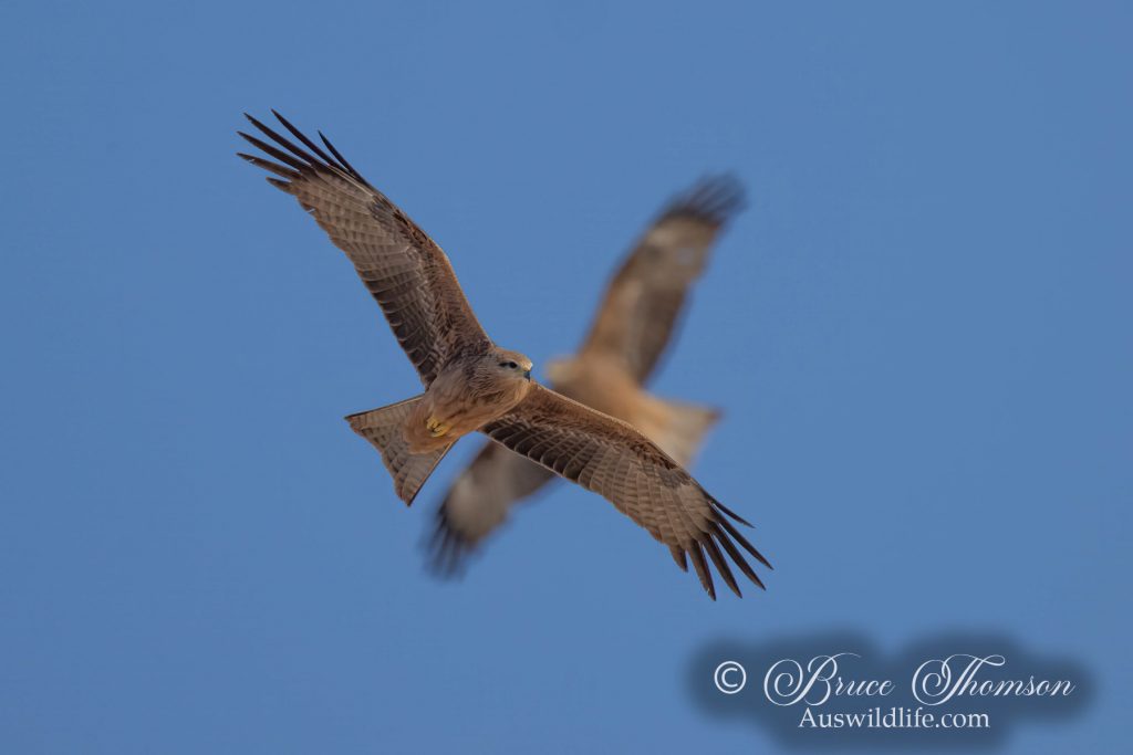 Black Kite