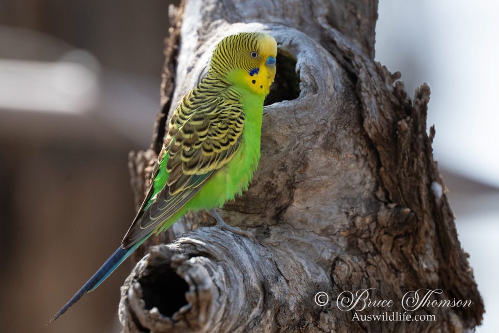Budgerigar at nest
