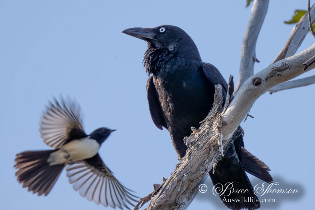 Australian Raven