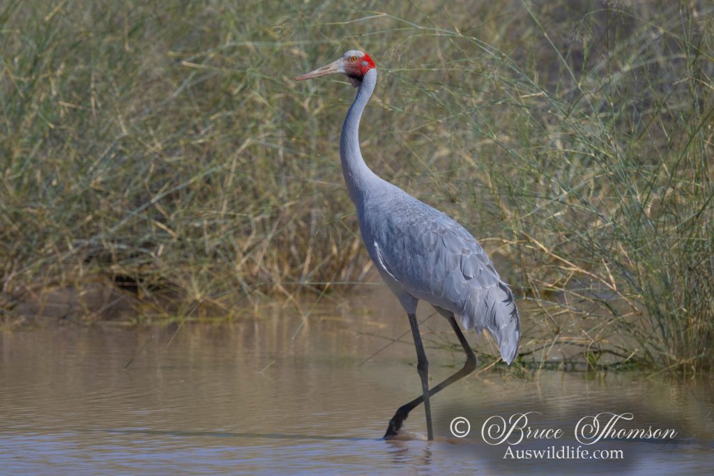 Brolga