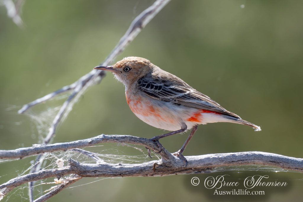 Crimson Chat, female