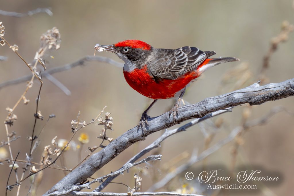 Crimson Chat, male