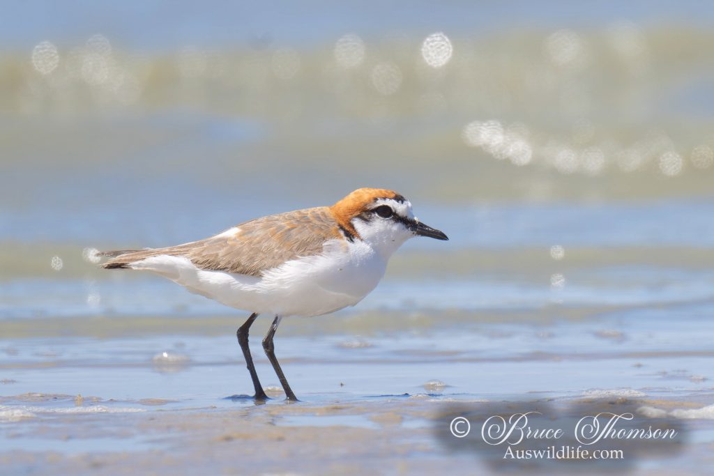 Red-capped Plover