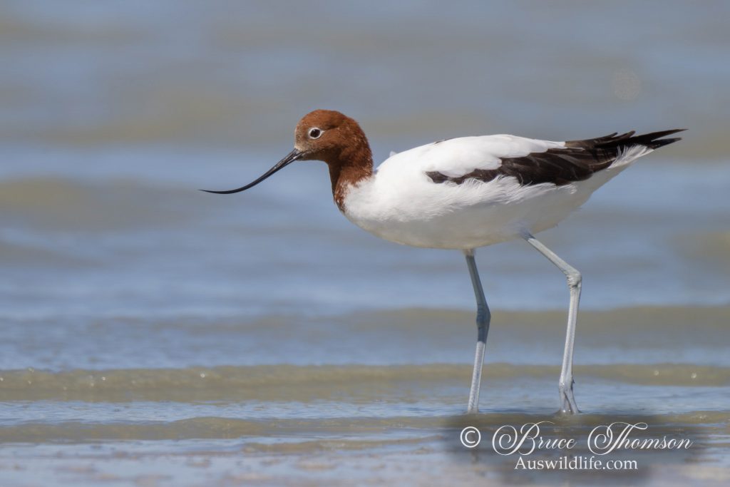 Red-necked Avocet