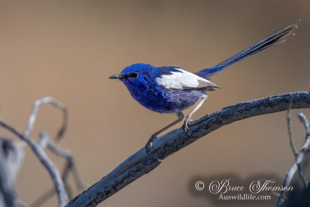 White-winged Fairy-wren, male