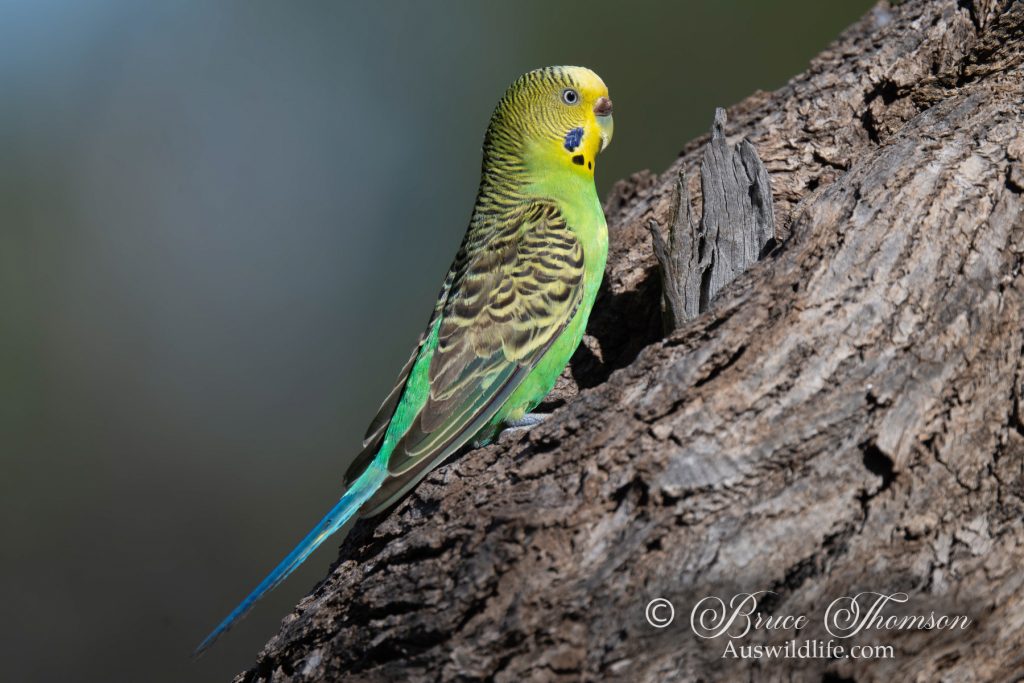 Budgerigar