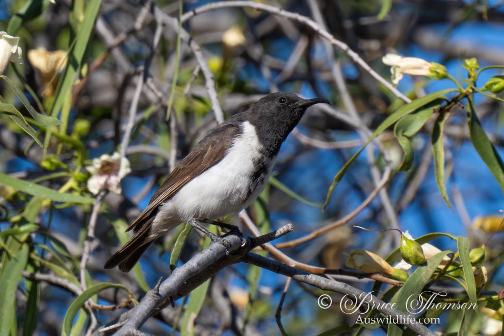 Black Honeyeater, male
