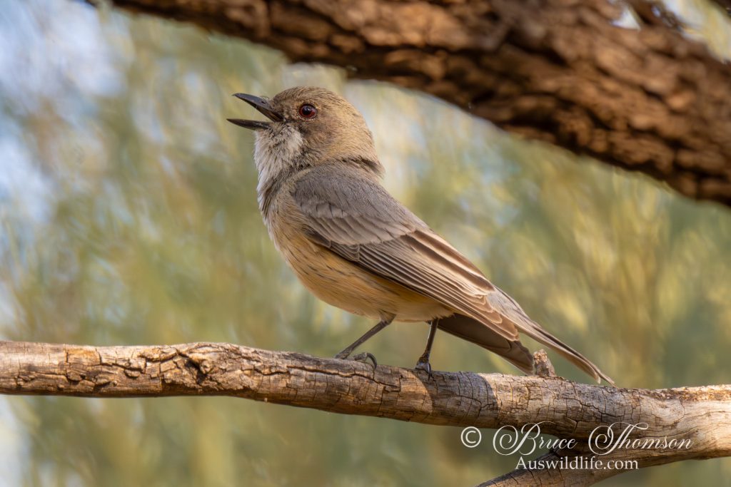 Rufous Whistler, pale inland form