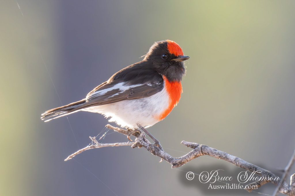 Red-capped Robin