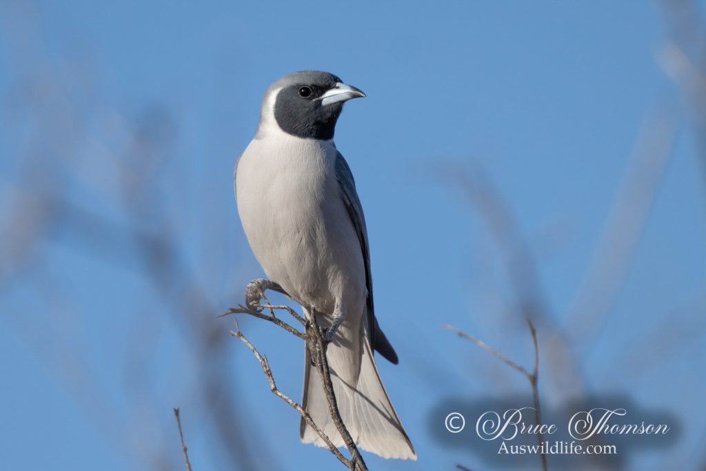 Masked Woodswallow