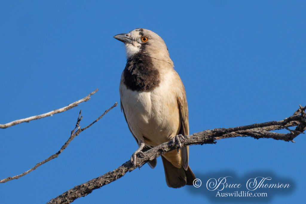 Crested Bellbird