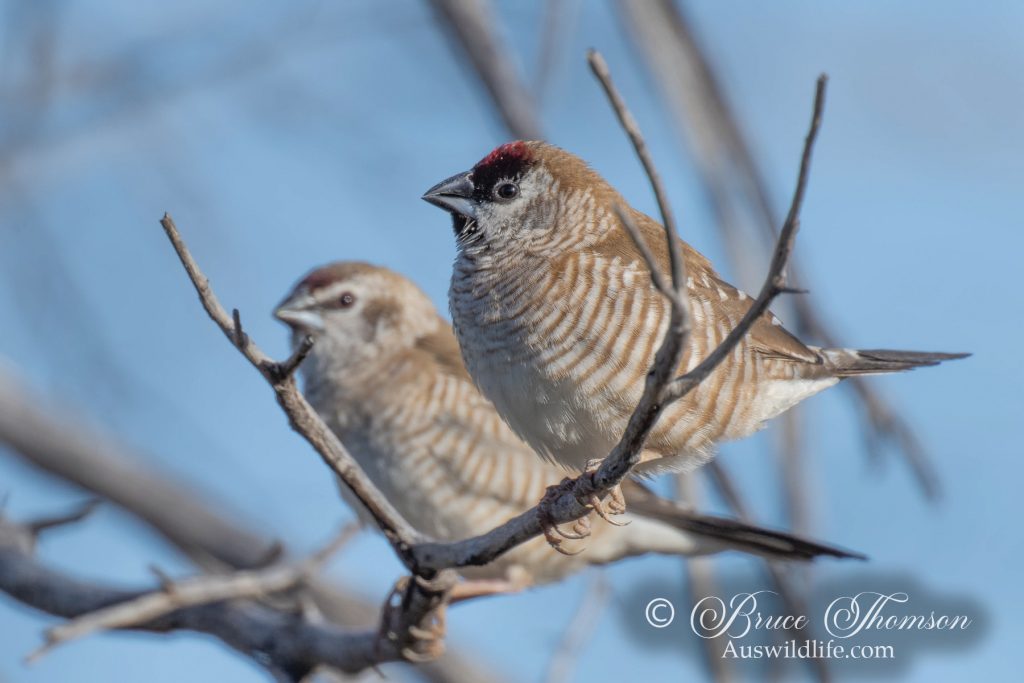 Plum-headed Finch