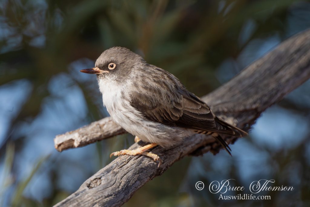 Varied Sitella