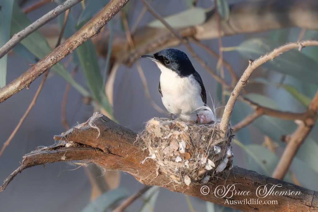 Restless Flycatcher at nest