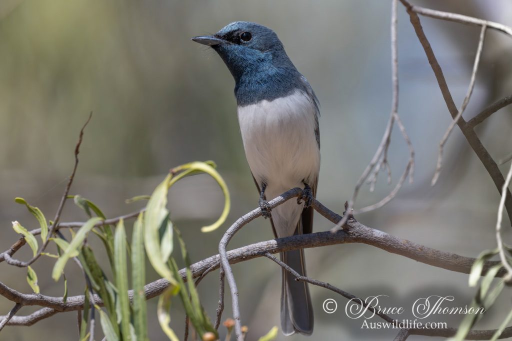 Leaded Flycatcher, male