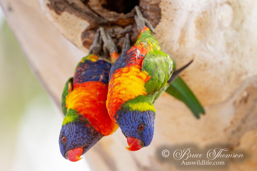 Rainbow Lorikeets