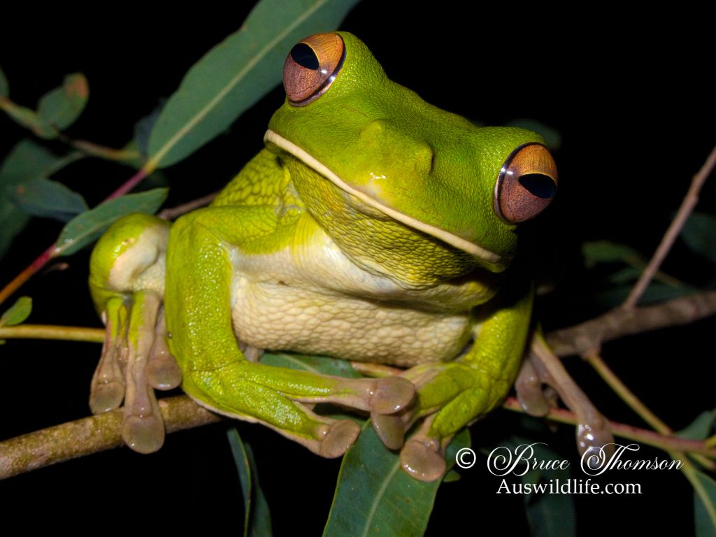 White-lipped Tree Frog (Litoria infrafrenata)