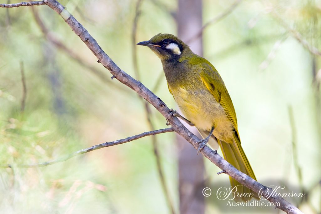 White-eared Honeyeater