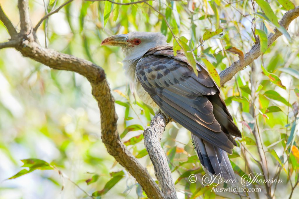Channel-billed Cuckoo