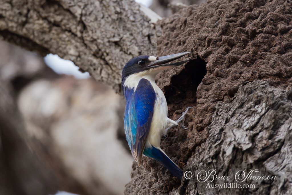 Forest Kingfisher at nest