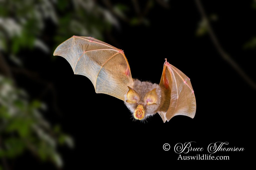 Trefoil Horseshoe Bat, Rhinolophus trifoliatus