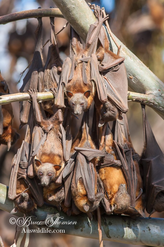 Little Red Flying Fox (Pteropus scapulatus)