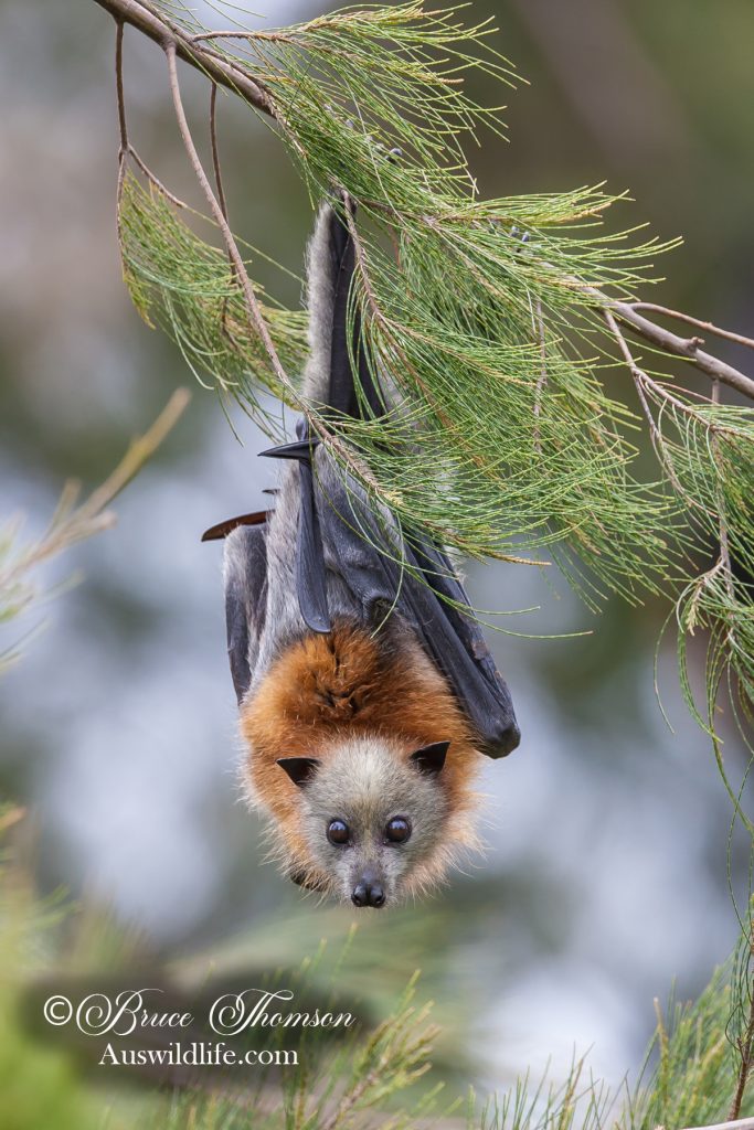 Grey-headed Flying Fox (Pteropus poliocephalus)