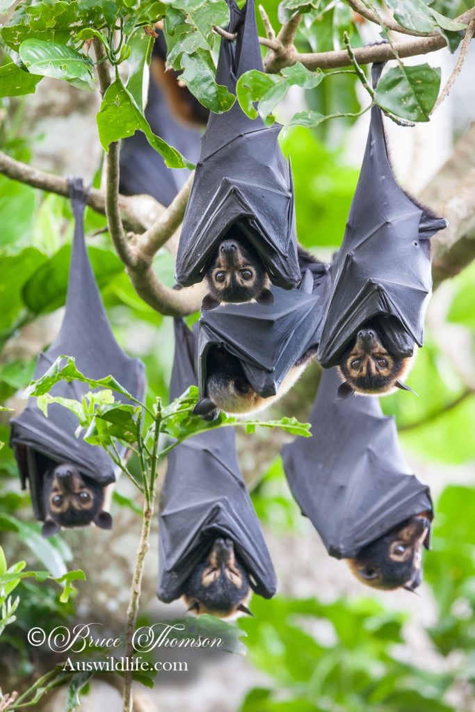 Grey-headed Flying Fox (Pteropus poliocephalus)
