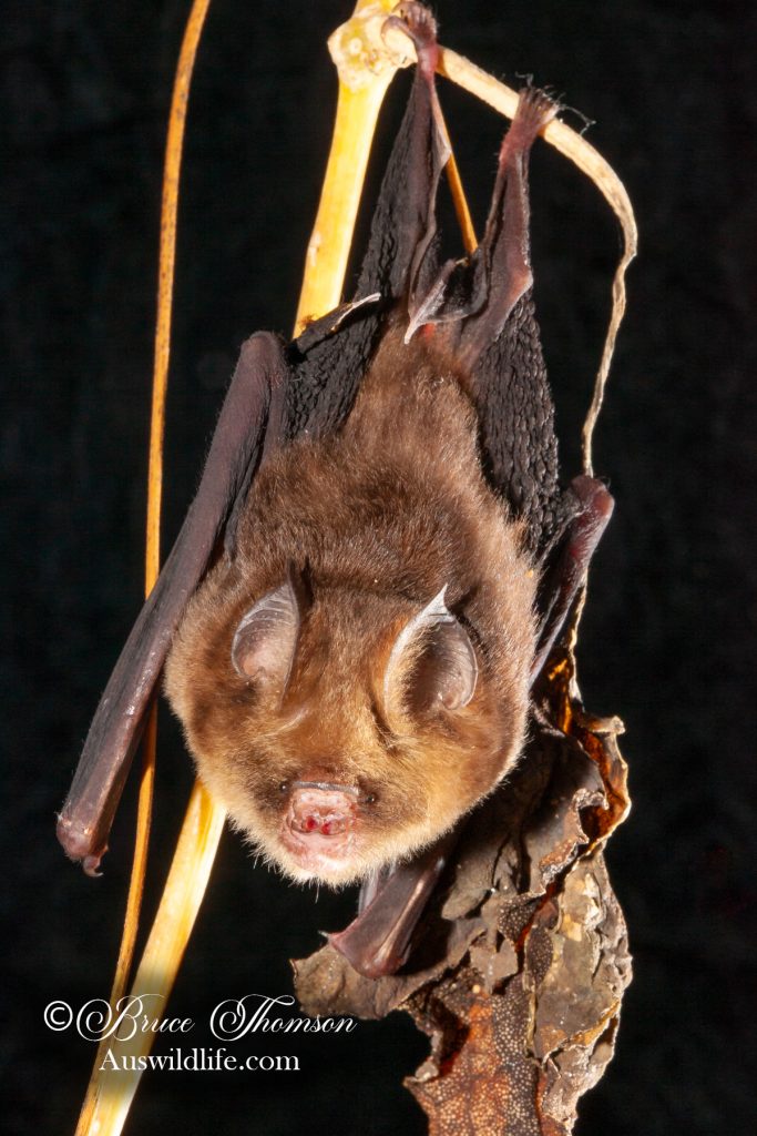 Fawn Leaf-nosed Bat (Hipposideros cervinus)