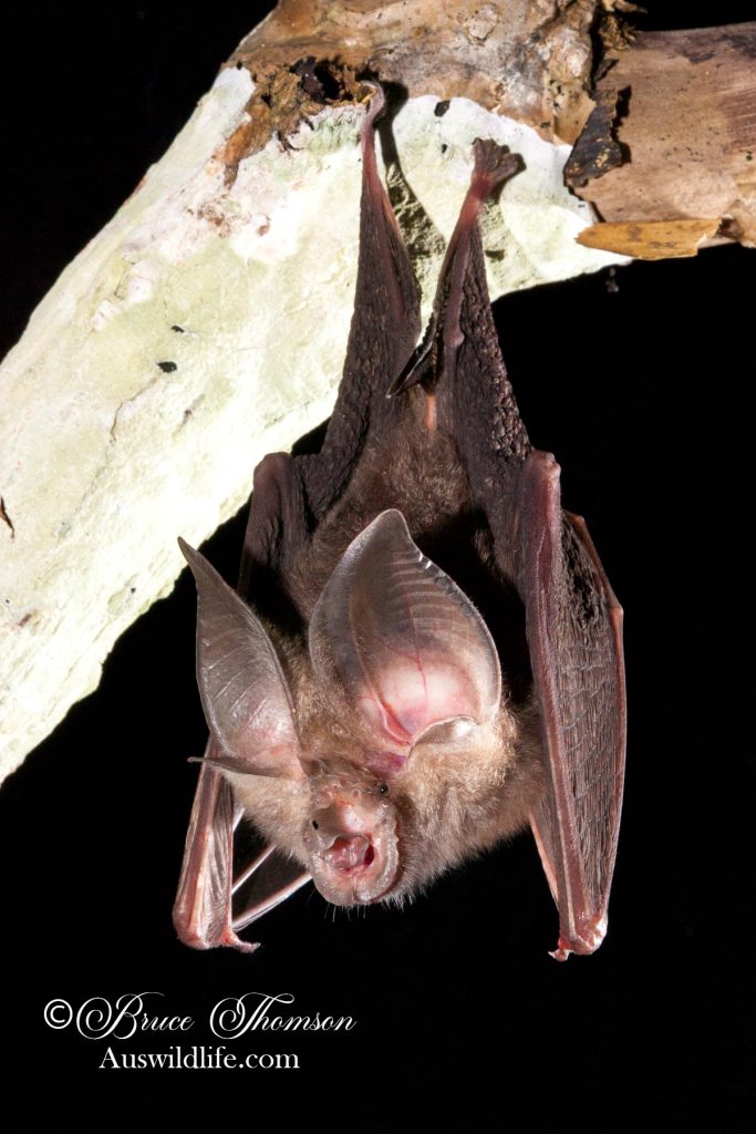 Lesser Queensland Horseshoe Bat (Rhinolophus sp.)