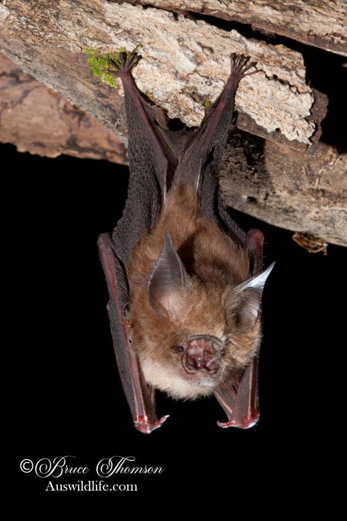 Semon's Leaf-nosed Bat (Doryrhina semoni)