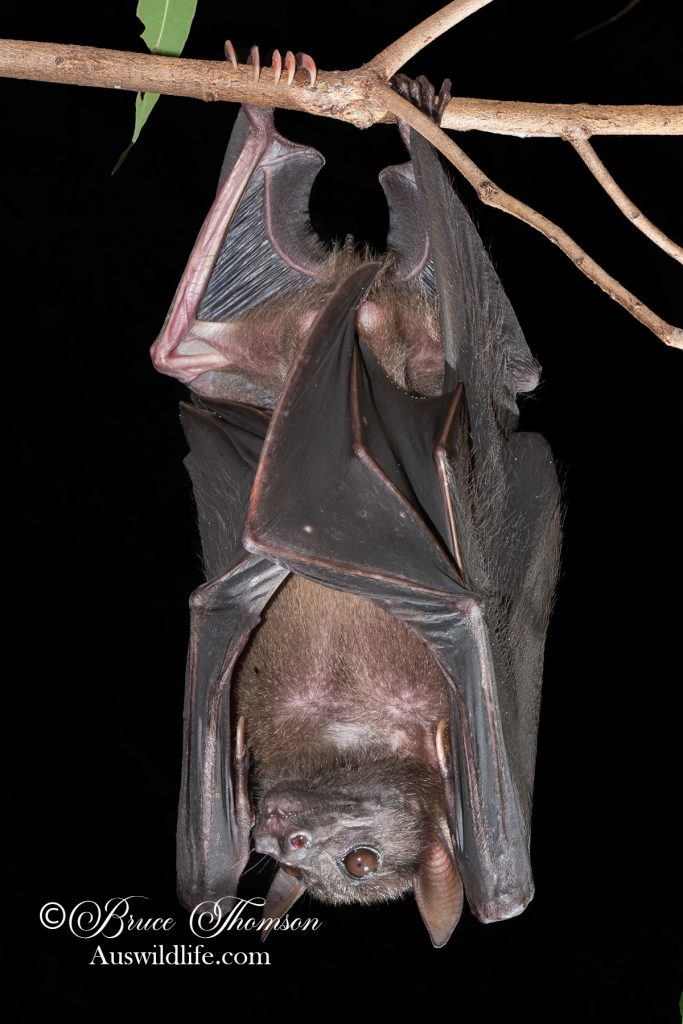 Naked-backed Fruit Bat (Dobsonia magna)