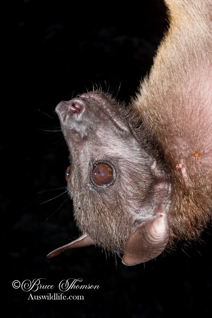 Naked-backed Fruit Bat (Dobsonia magna)