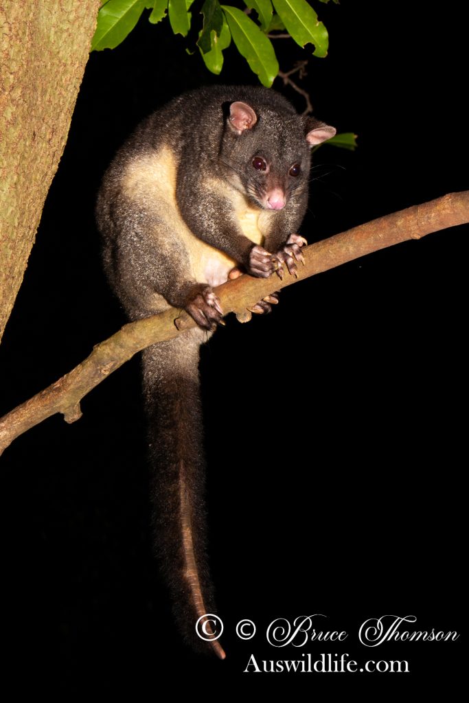 Short-eared Brushtail Possum