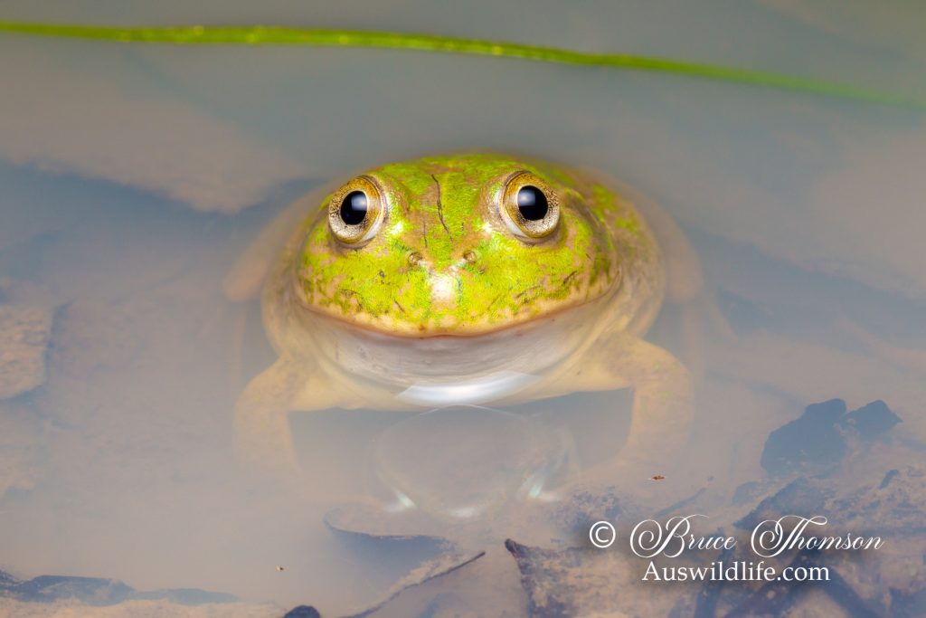 Eastern Water-holding Frog (Cyclorana platycephala)