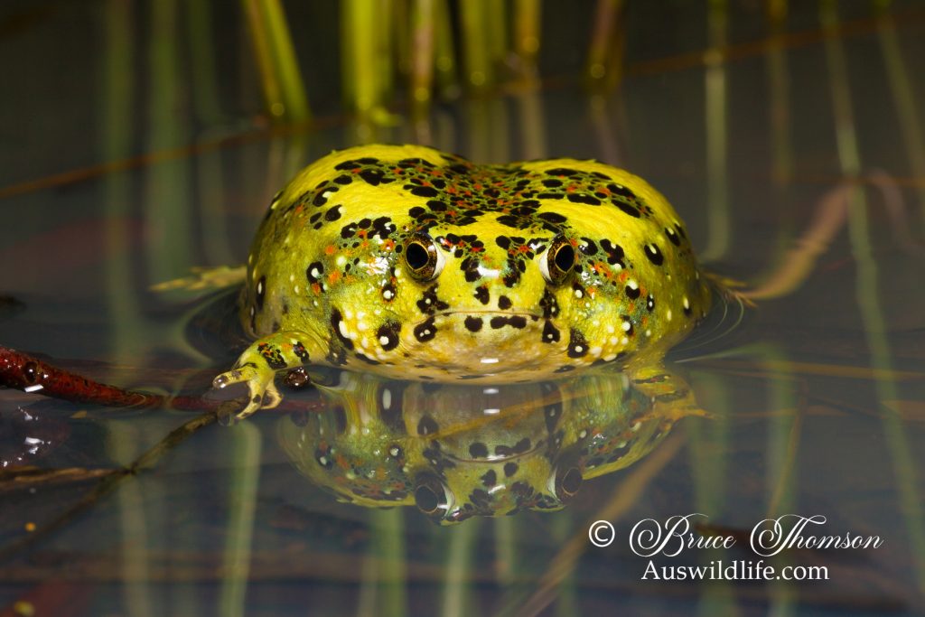 Holy Cross Frog (Notaden bennettii)