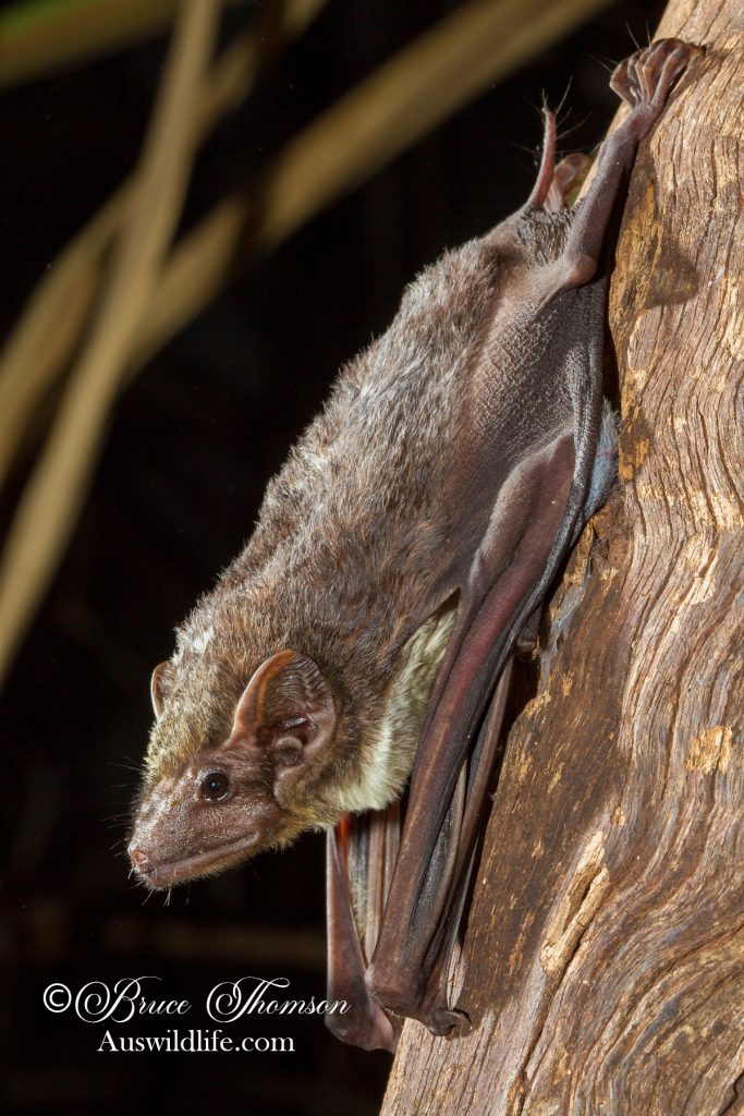 Bare-rumped Sheathtail Bat (Saccolaimus saccolaimus)
