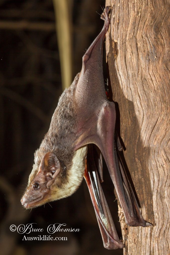 Bare-rumped Sheathtail Bat (Saccolaimus saccolaimus)