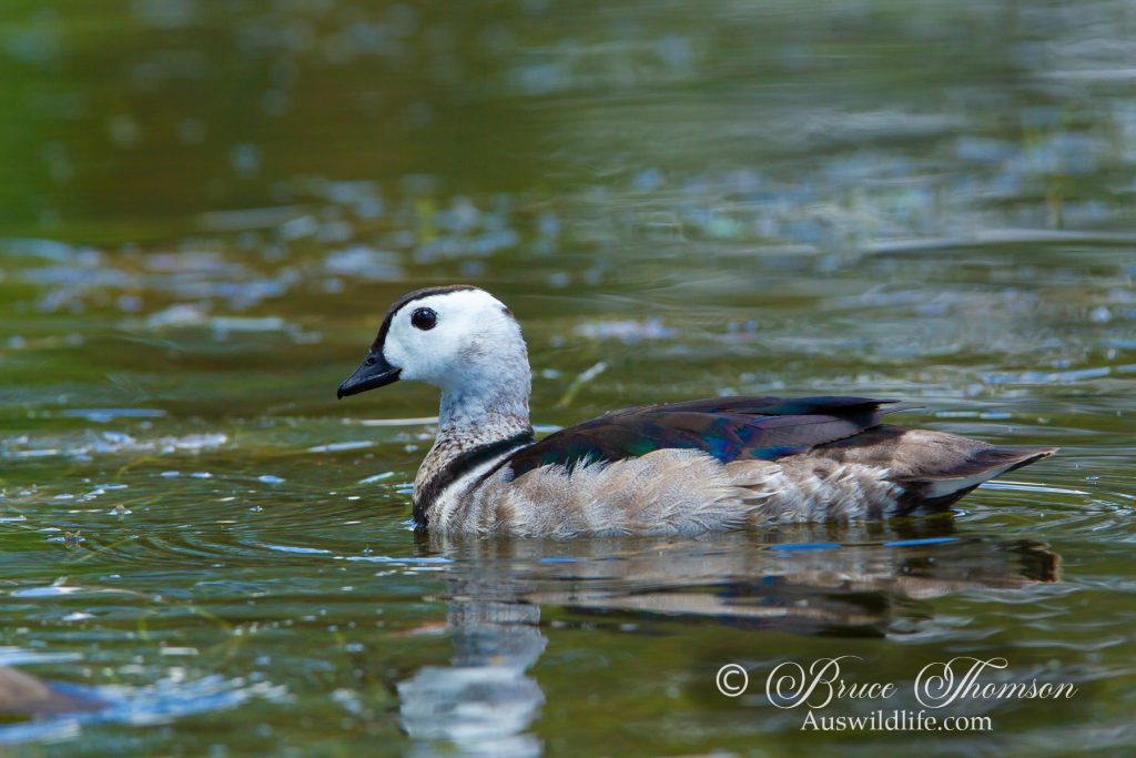 Cotton Pygmy Goose (male)