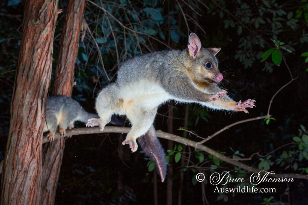 Brush-tailed Possum, (Trichosurus vulpecula)