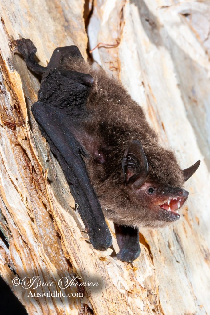Large-footed Myotis (Myotis macropus)
