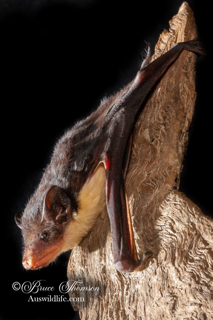 Yellow-bellied Sheathtail Bat (Saccolaimus flaviventris)