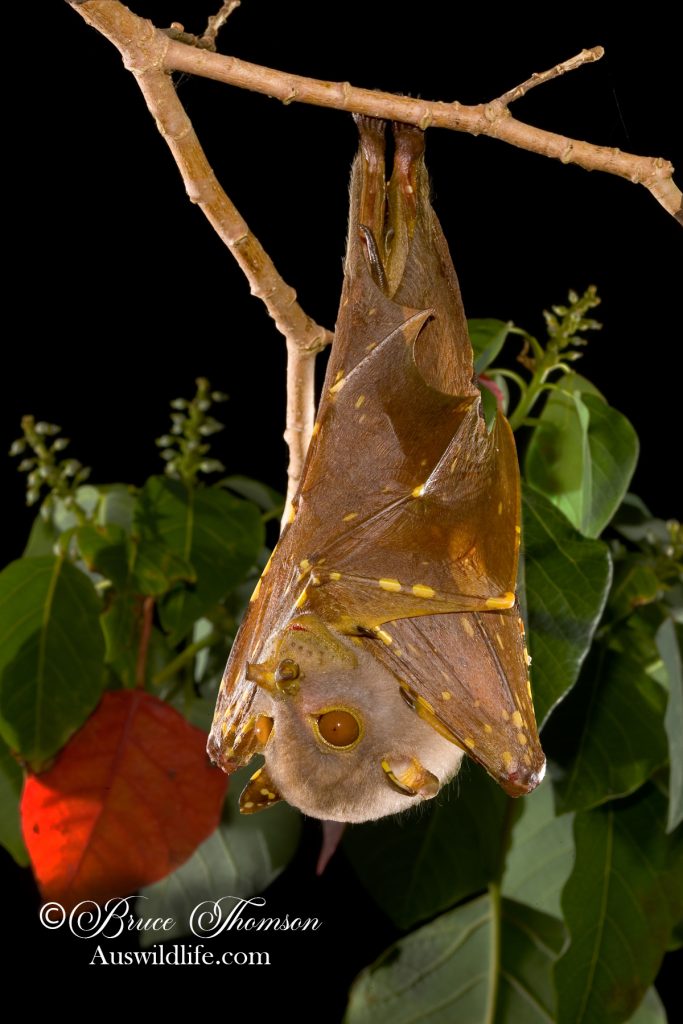 Eastern Tube-nosed Bat (Nyctimene robinsoni)