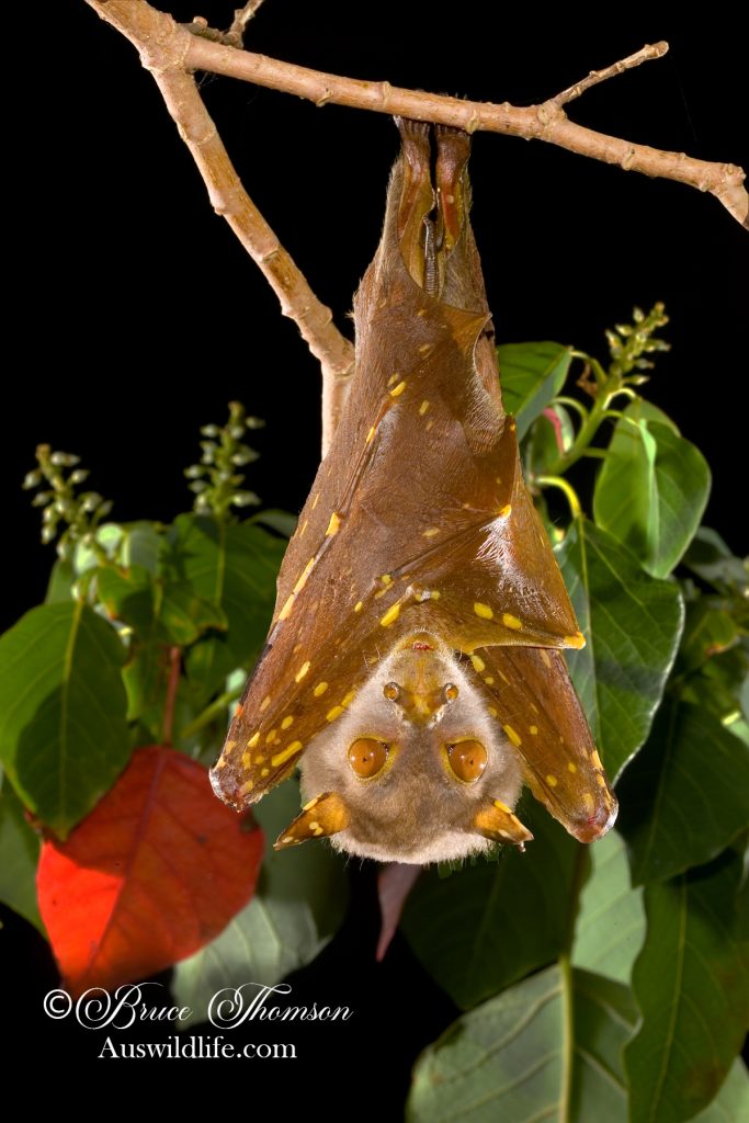 Eastern Tube-nosed Bat (Nyctimene robinsoni)