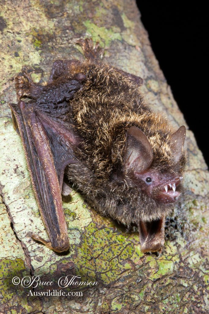 Golden-tipped Bat (Phoniscus papuensis)