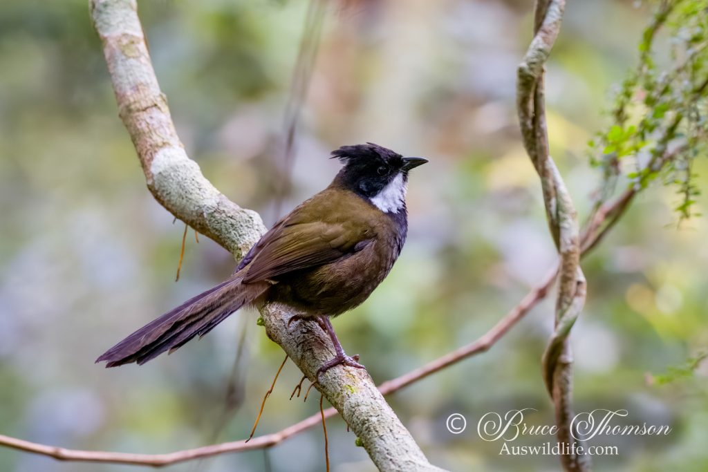 Eastern Whipbird
