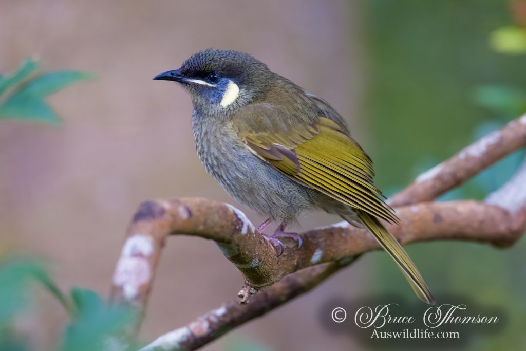Lewin's Honeyeater