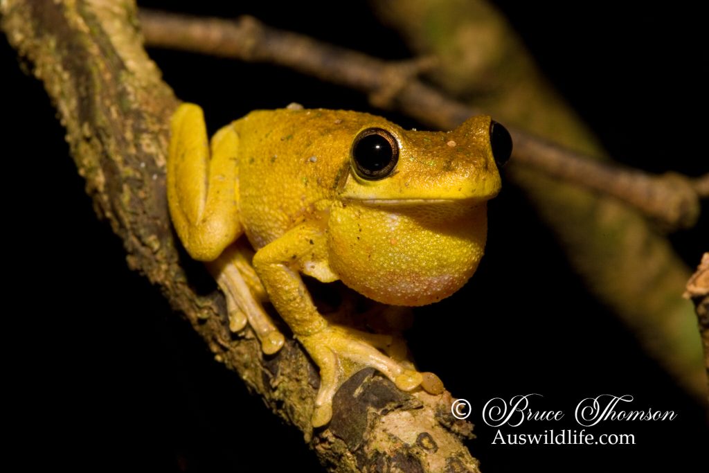 Tyler's Tree Frog (Litoria tyleri)