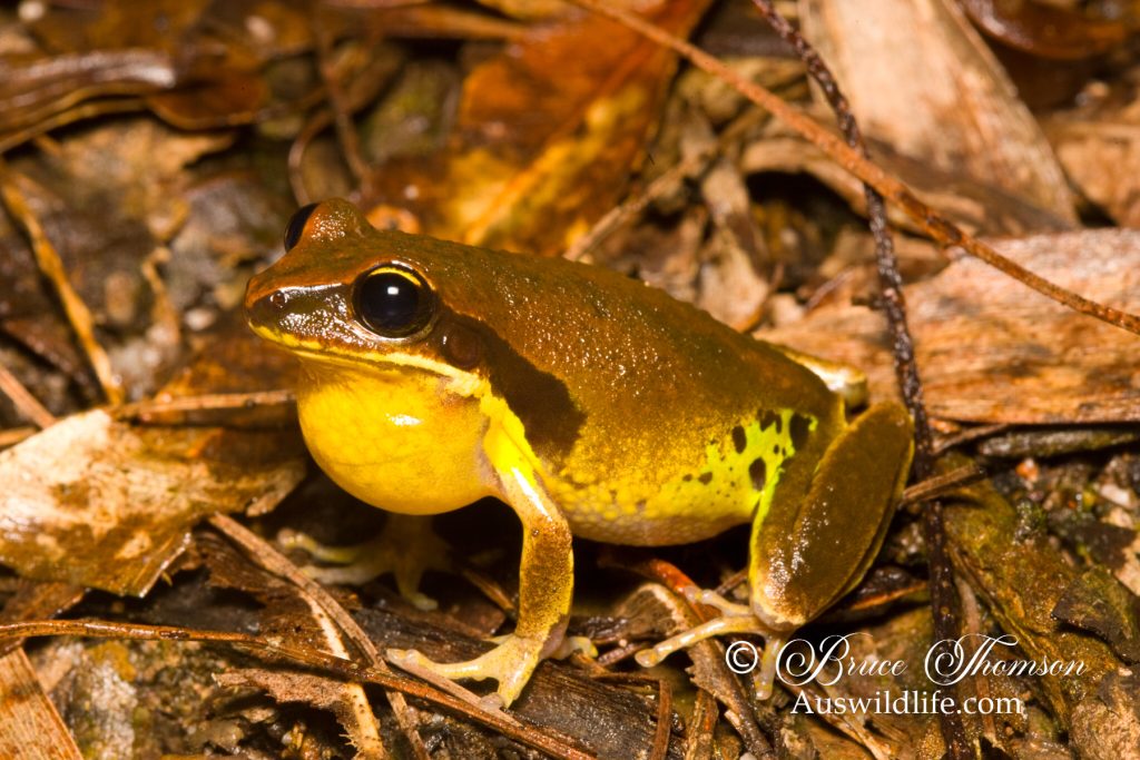 Green-thighed Frog (Litoria brevipalmata)