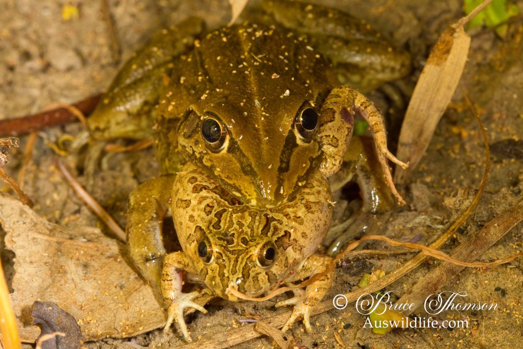 Green-striped frog eating an Ornate Burrowing Frog (trying to eat...)